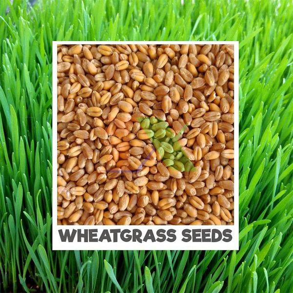 Top 11 công dụng “thần kỳ” của mầm lúa mạch