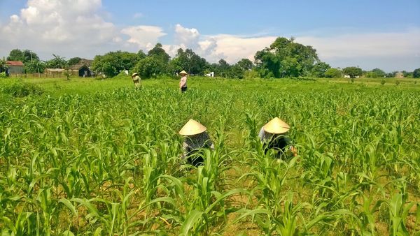 “Tuyệt chiêu” trồng ngô sinh khối cho năng suất cao