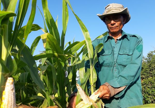 Đặc điểm giống ngô 511