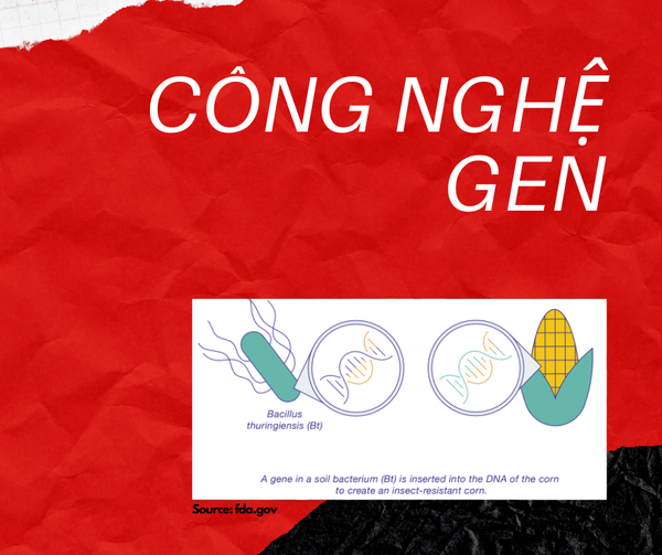 Công nghệ chuyển gen trên cây ngô - Giải pháp “vàng” hỗ trợ nông dân Việt