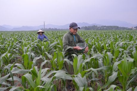 Kỹ thuật trồng ngô chuyển gen
