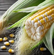 5 Giống Bắp Nếp Được Ưa Chuộng Hiện Nay – Xu hướng của tương lai!