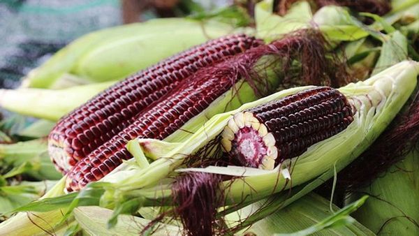 Công dụng của ngô tím với sức khỏe