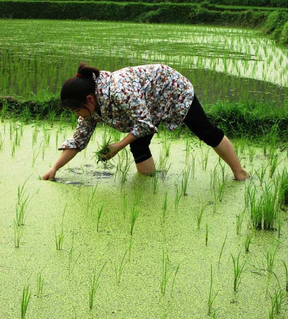 Kỹ thuật gieo trồng lúa mới