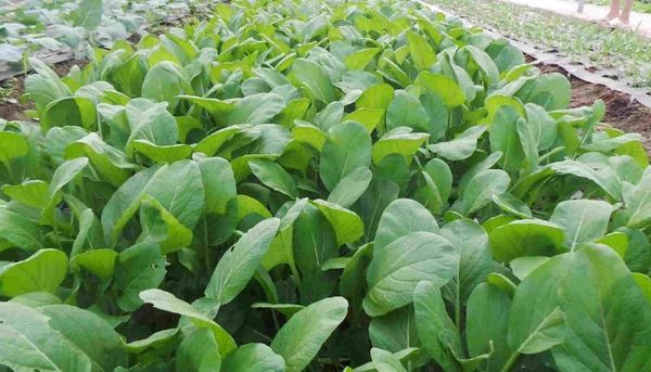 Cách Trồng Rau Cải Tại Nhà – Bí Quyết Đơn Giản Cho Nhà Nông