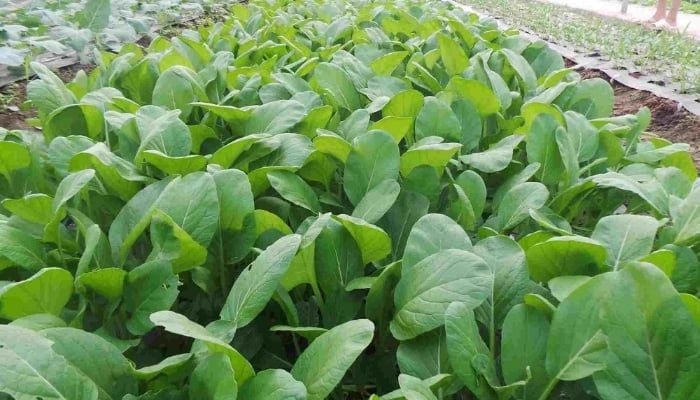 Cập Nhật Giá Rau Cải Hôm Nay