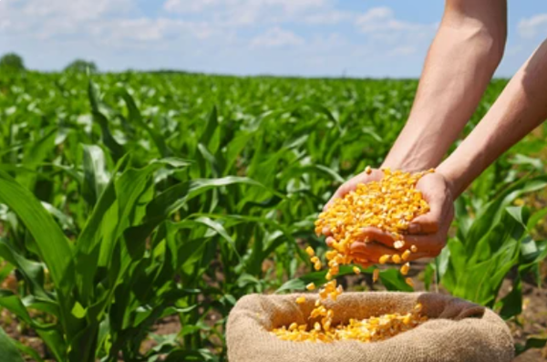 5 Giống Ngô Năng Suất Cao Nhất Hiện Nay