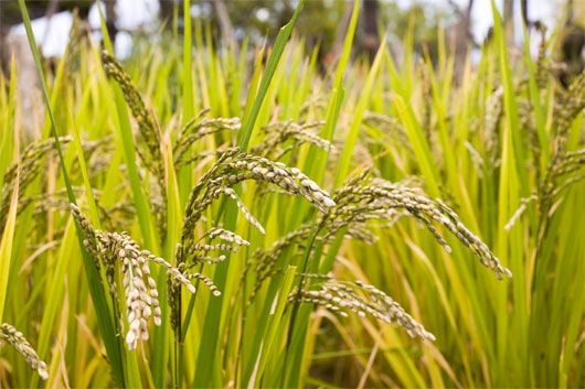 Giống Lúa Chịu Mặn Tốt Nhất: Giải Pháp Cho Canh Tác Hiệu Quả