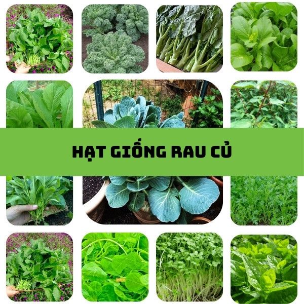 Hạt giống rau là gì ? Ở đâu cung cấp sản phẩm hạt giống rau – Hạt giống ...