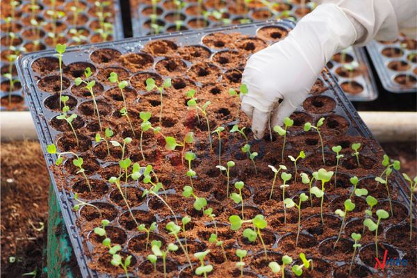 Hạt giống cây trồng - Thế mạnh của hạt giống Trường Phúc