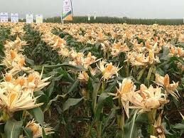 Cây bắp biến đổi Gen và lợi thế trong ngành trồng cây