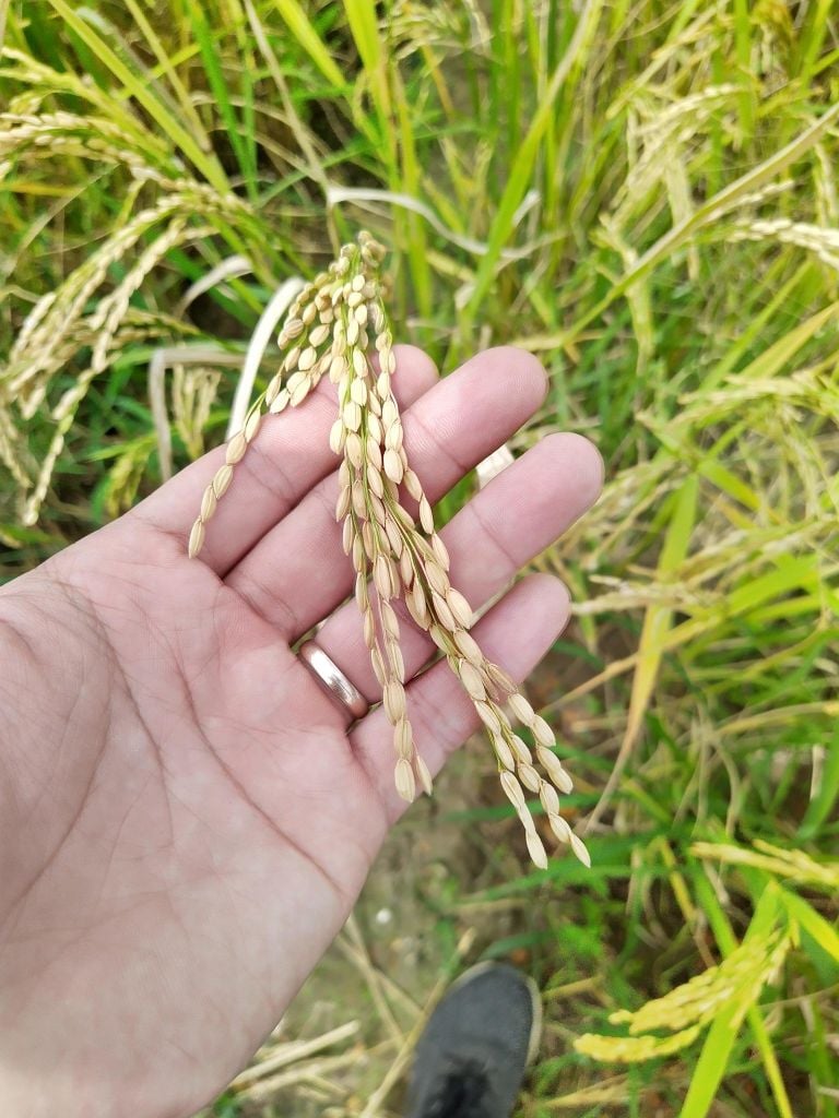 Điều gì khiến giống lúa cạn LC93-1 trở nên đặc biệt?