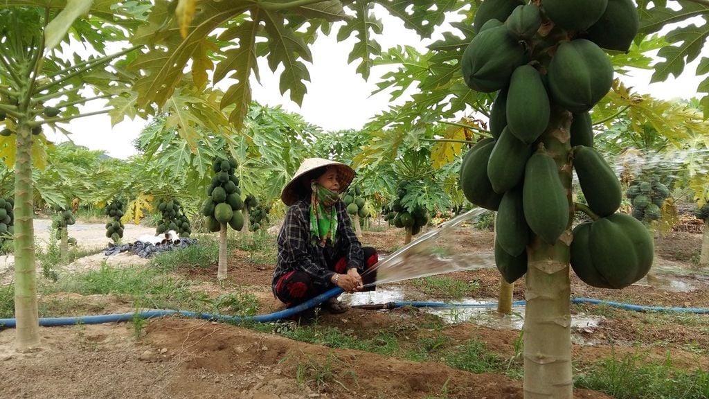 Kỹ Thuật Trồng Đu Đủ – Cách Trồng Đúng Chuẩn, Năng Suất Cao
