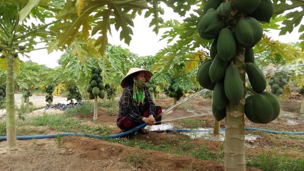 Kỹ Thuật Trồng Đu Đủ – Cách Trồng Đúng Chuẩn, Năng Suất Cao