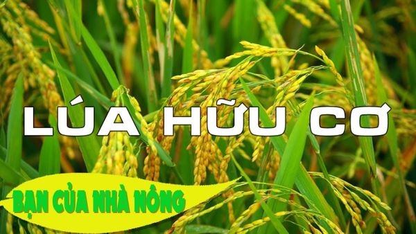 Lúa giống hữu cơ – Xu hướng mới trong trồng trọt hữu cơ