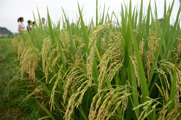 Các Giống Lúa Cho Năng Suất Cao Hiện Nay – Lựa Chọn Tối Ưu Cho Nông Dân