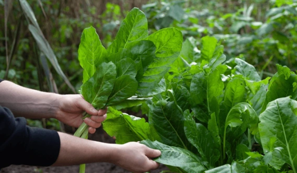 Rau Hữu Cơ: Tại Sao Nên Tự Trồng Và Cách Chăm Sóc Hiệu Quả