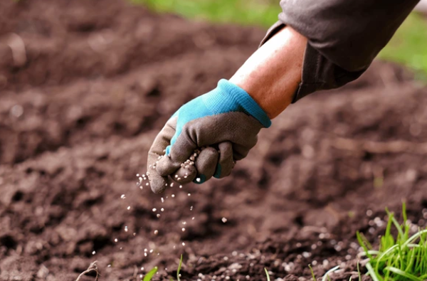 🌱 Hạt Giống Rau – Bí Mật Nhỏ Từ Một Cuộc Sống Xanh Và Tự Chủ Thực Phẩm