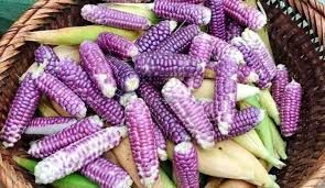 Giống ngô nếp tím ngon