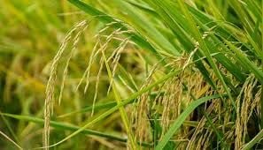 Lúa giống ngắn ngày hiệu quả: Giải pháp tối ưu cho mùa vụ