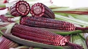Ngô tím có tác dụng gì ?