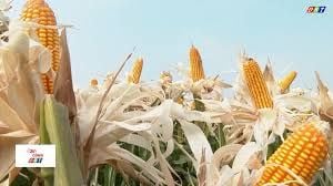 Trồng ngô lai F1 hiệu quả kinh tế