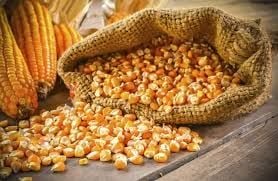 Giá ngô hạt làm thức ăn chăn nuôi hôm nay