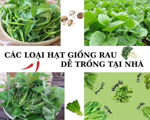 Top Hạt Giống Rau Phổ Biến – Trồng Tại Nhà Đơn Giản – Hạt giống Trường Phúc