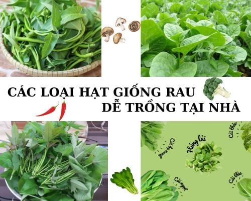 Top Hạt Giống Rau Phổ Biến – Trồng Tại Nhà Đơn Giản