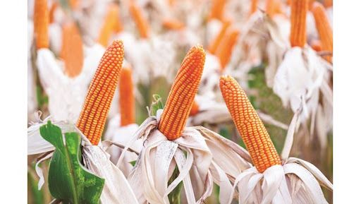 Mua giống ngô lai ở đâu ?