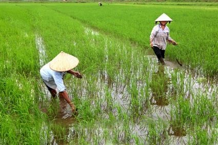 Cách trồng lúa mới - Lợi ích