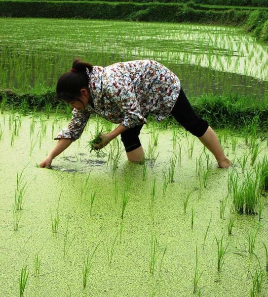 Cách trồng lúa mới