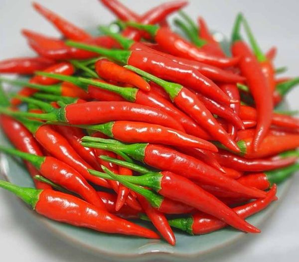 hạt giống ớt