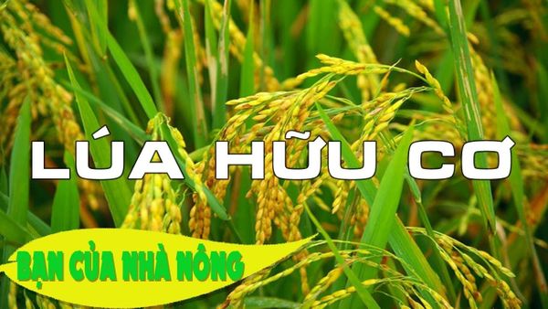 Trồng trọt hữu cơ