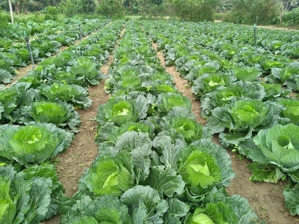 bắp cải trồng bao lâu thì thu hoạch