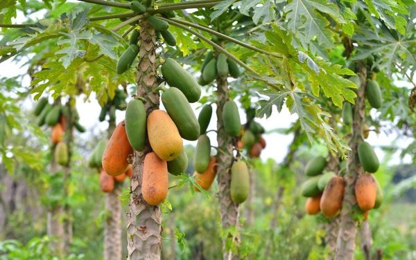 Kỹ thuật trồng Đu Đủ