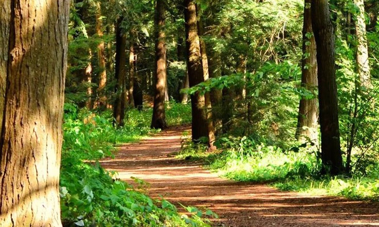chạy địa hình- light trail- đường rừng
