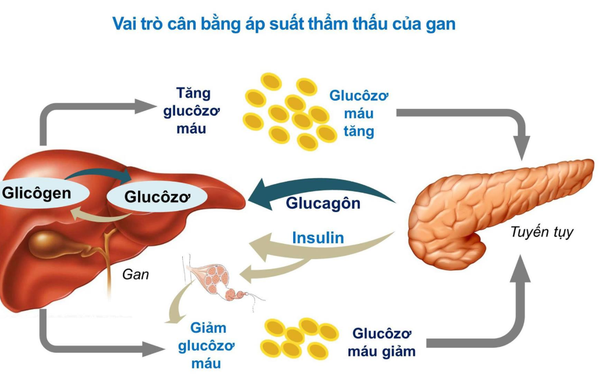 Quá trình biến đổi Gluco trong cơ thể