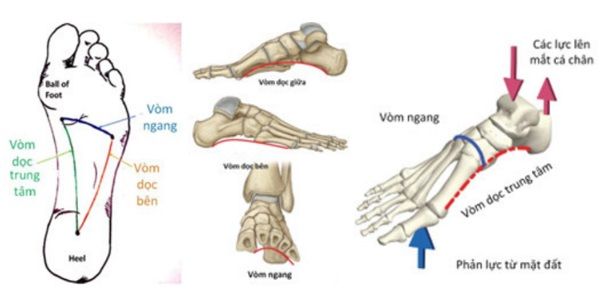 Tác dụng vòm bàn chân