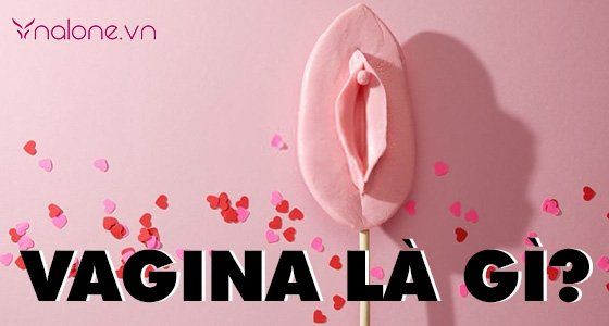 Vagina là gì? Những sự thật thú vị về vagina phụ nữ