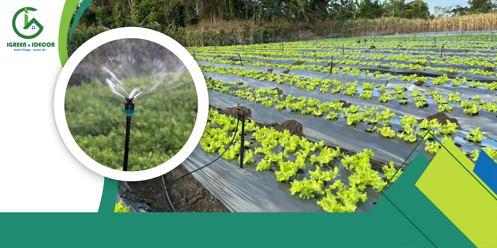 Các Mẫu Béc Tưới Rau Nhà Chất Lượng Nhất Từ IGreen Năm 2025