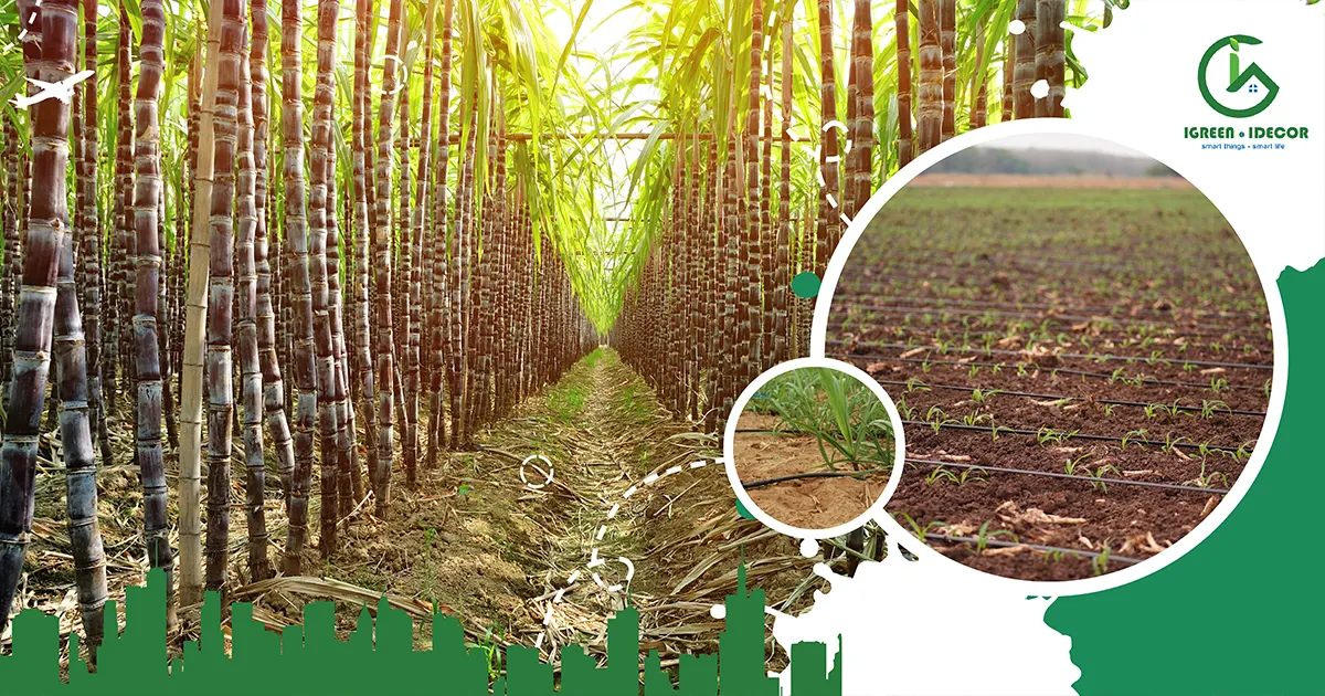 CÁC HỆ THỐNG TƯỚI MÍA CHO NĂNG SUẤT CAO