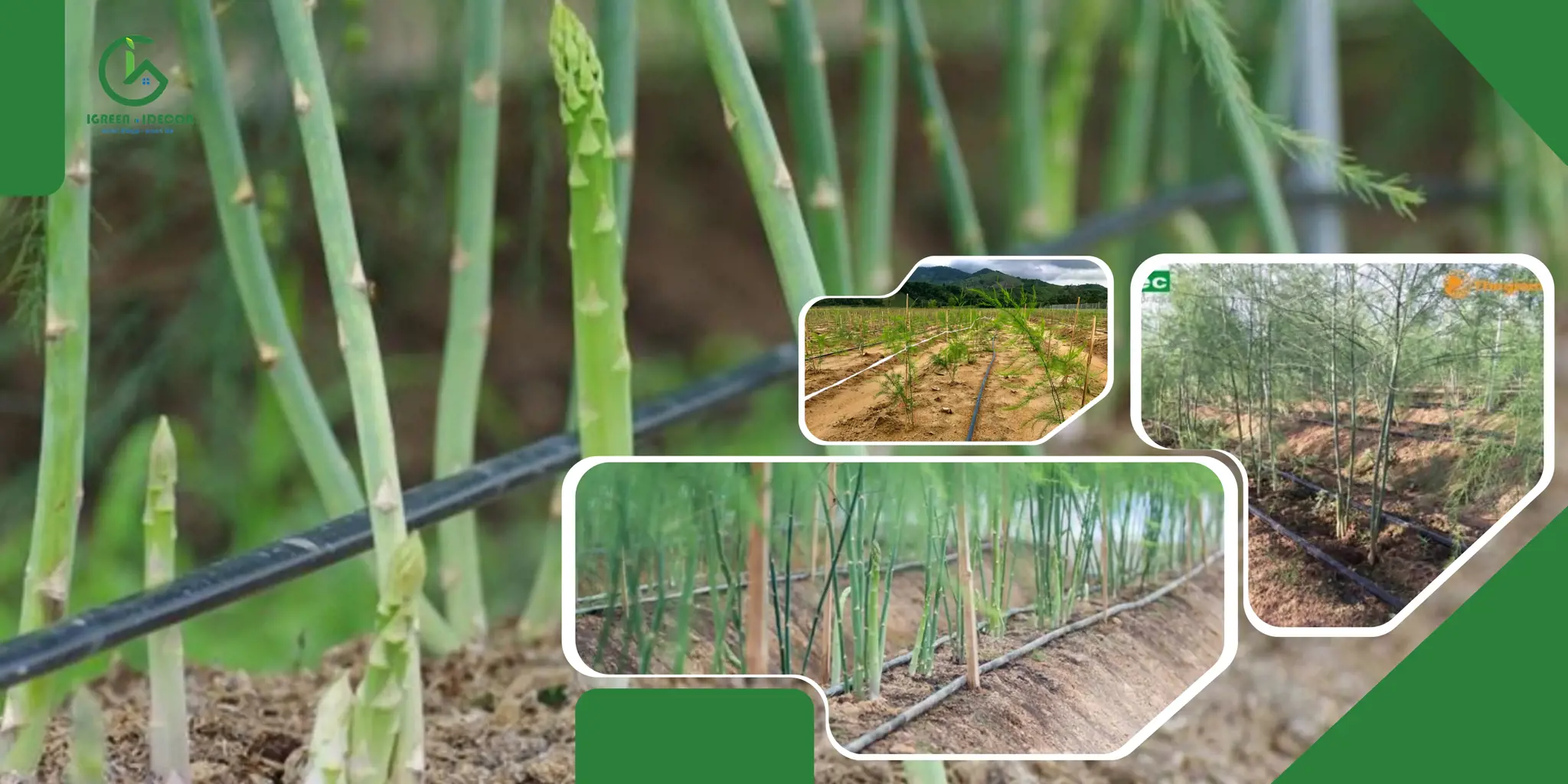 KỸ THUẬT TRỒNG VÀ TƯỚI NHỎ GIỌT CHO MĂNG TÂY