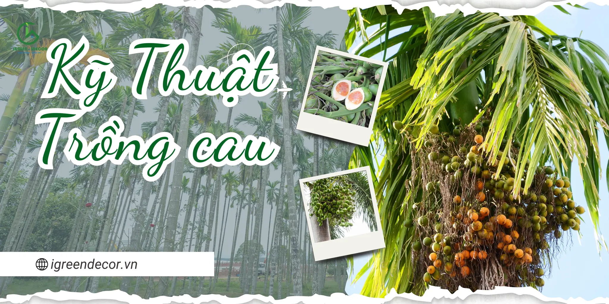 Kỹ Thuật Chăm Sóc, Tưới và Chọn Giống Cau Lấy Quả Cho Năng Suất Cao