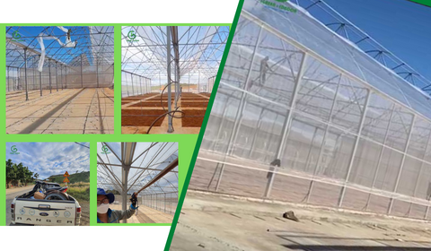 Dự án lắp đặt béc phun sương cho nhà màng ở Đắk Nông