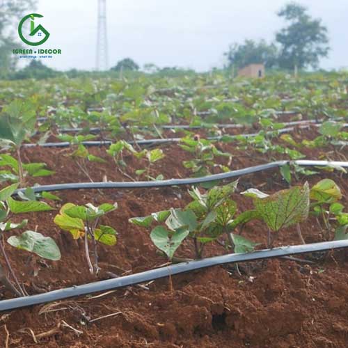 Bảo trì hệ thống tưới nhỏ giọt đúng cách
