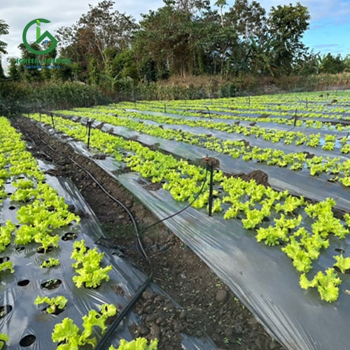 Béc tưới rau nhà tốt nhất 2025 từ IGreen