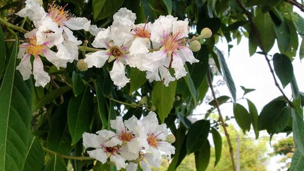 Hoa bằng lăng ổi trắng nổi bật với vẻ đẹp tinh khôi, thuần khiết