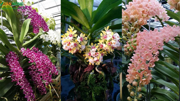 Hoa lan là tuyệt tác của thiên nhiên, biểu tượng của vẻ đẹp vĩnh cửu