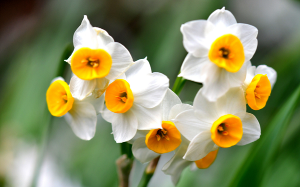 Hoa thủy tiên (Narcissus) là cây thân thảo thuộc họ Amaryllidaceae (họ Loa kèn), có 6 cánh hoa mỏng manh, mịn màng như lụa